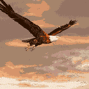 Flying Eagle Nature