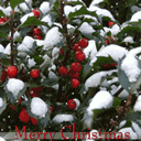 Red Branches And Merry Christmas