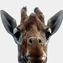 Cute Giraffe 02