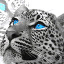 Blue Eyed Tiger