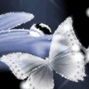 Λευκή πεταλούδα