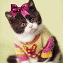 Fancy Cat