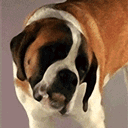 Funny Big Dogs