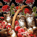 Baskets And Cats