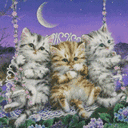 Tired Cats