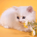White Cute And Flowers