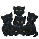 Cute Black Cats