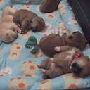Sleeping Puppies