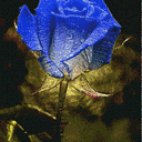 Blue Roses 02