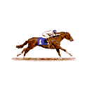 race horse