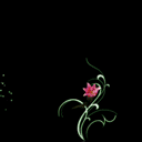 Blooming Flower