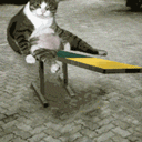 Fat Cat And Entertainment