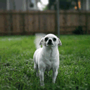Cute Funny Dog