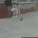 Sly Cat Bird Hunting