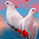 Любовна Doves