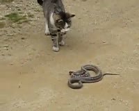 waptrick.com Cat vs Snake Fight