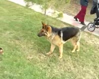 waptrick.one Cat vs Dog Fight with Yakety Sax
