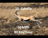 waptrick.com Top Ten Fastest Animals In The World