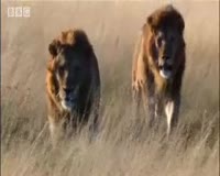 waptrick.one Lion Fight Pride - BBC Animal Drama