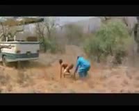 waptrick.one Lion Attacking Funny Video