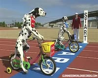 waptrick.one Funny Dogs on Tricycles - Guinness World Records Classics