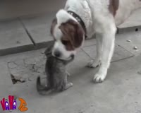 waptrick.com Funny Animal Videos Home Videos