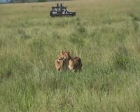 waptrick.com Lions - Safari Serengeti National Park Africa