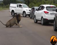 waptrick.com Lion Shows Tourists Why You Must Stay Inside Your Car
