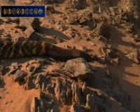 waptrick.com Snake vs Chameleon