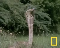 waptrick.com Cobra vs Mongoose Fight