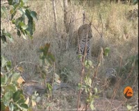 waptrick.one 2 Leopards vs 1 Huge Python