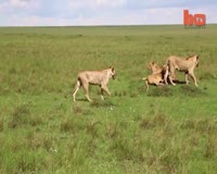 waptrick.com Lion Vs Buffallo 8 Animal Documentary