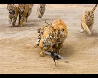 waptrick.one Lion vs Tiger 9 - Animal Fight
