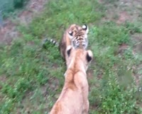 waptrick.com Lion vs Tiger 11 - Animal Fight