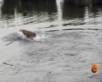 waptrick.com Crocodile Attacks a Male Lion - Latest Wildlife Sightings