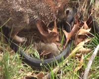waptrick.one Mommy Rabbit fights with Snake to save the bunnies - Original Video