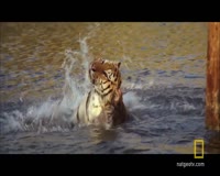 waptrick.one Roar- The Most Dangerous Movie Ever Made