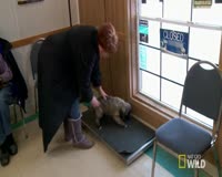 waptrick.one Puppy Kisses - The Incredible Dr Pol