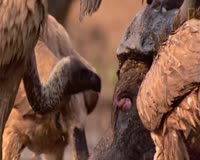 waptrick.one Vultures Have to Eat Animals Butt