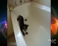 waptrick.com Funny Animals Fails 2015