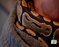waptrick.com How To Help A Snake Shed Its Skin