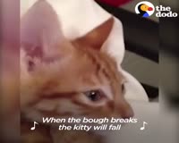 waptrick.com Kitten Singing Lullabies With Mom