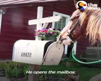 waptrick.com Wild Horse Adopted by Woman Becomes Best Friends with Her
