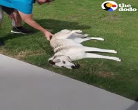 waptrick.com Stubborn Dog Refuses To Leave the Park
