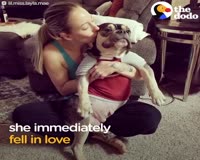 waptrick.one Mother Dog Found Tied Up In Park Finally Has A Real Home
