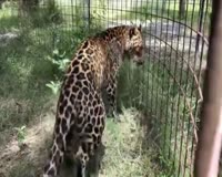 waptrick.com Rescue Leopard Eating Snacks at Big Cat Rescue