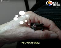 waptrick.com Woman Devotes Life To Rescuing Bats