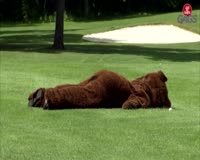 waptrick.com Bear on the Golf Course