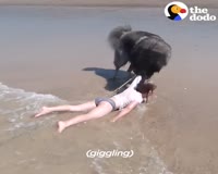 waptrick.com Dog Saves His Little Girl From The Ocean