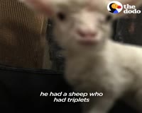waptrick.com Fuzzy Little Lamb Is Nonstop Chaos